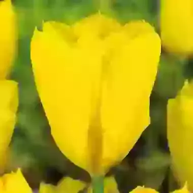 Yellow Purissima
